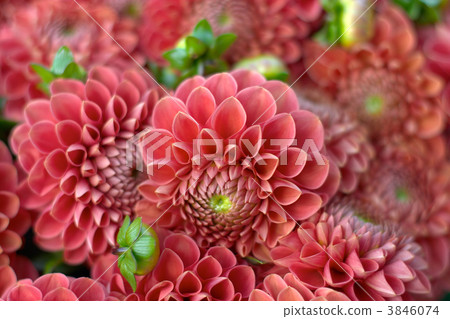 flowers 3846074
