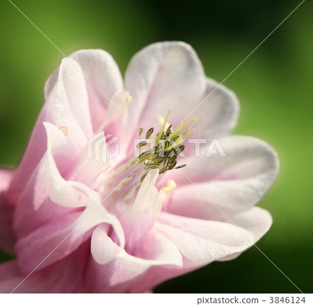flower 3846124
