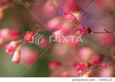 flower closeup flower closeup 3846221