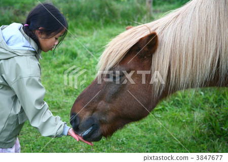 riding horses riding horses 3847677
