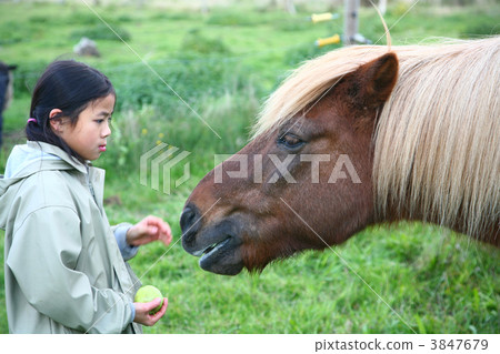 riding horses riding horses 3847679