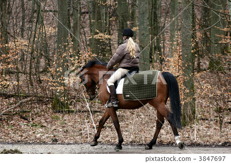 riding horses riding horses 3847697