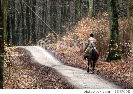 riding horses riding horses 3847698