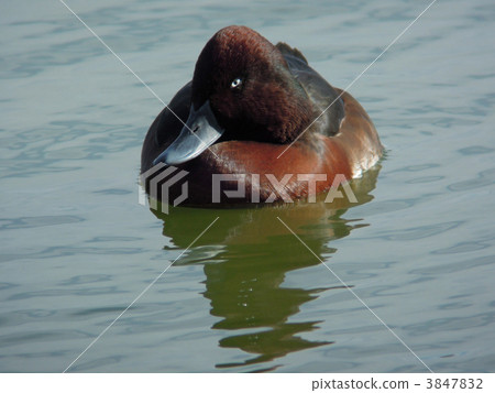 白眼潛鴨 白眼潛鴨 3847832