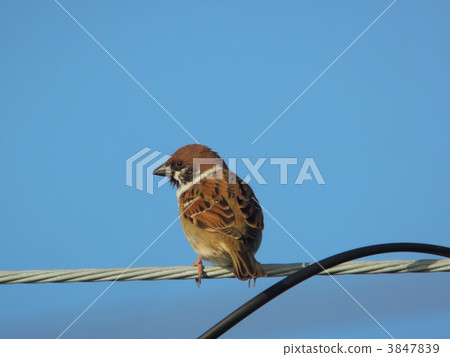 電線麻雀 3847839