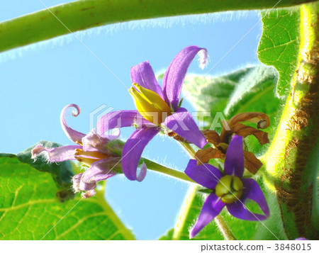 乳頭水果 花朵 花 3848015