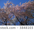 weeping cherry, weeping cherry tree, cherry blossom 3848103