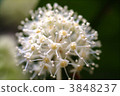 japanese fatsia, bloom, blossom 3848237