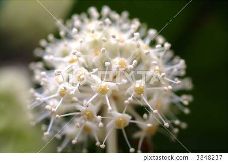 japanese fatsia, bloom, blossom 3848237