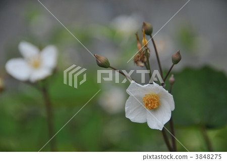 Shirayuki Gishi 3848275