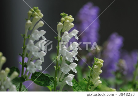 黃芩 黃芩 3848283