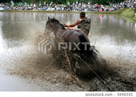 onta festival, farm horse, yearly event 3848391