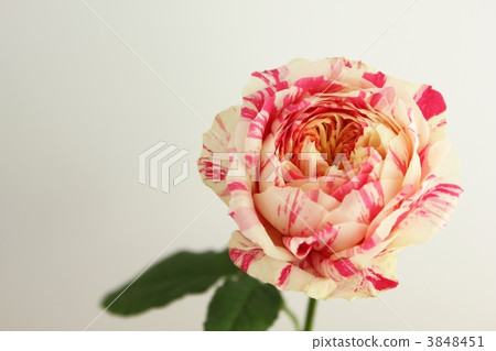 rose / party ranan cura rose / party ranan cura 3848451