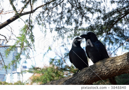 Two crows 3848840