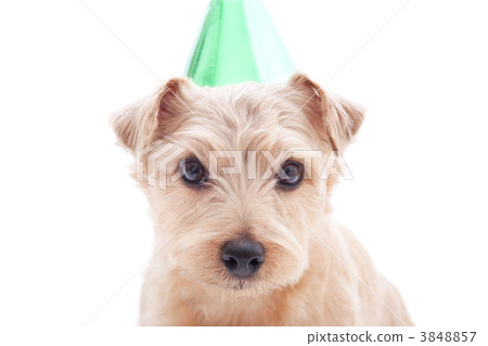 Dog wearing a party hat Dog wearing a party hat 3848857