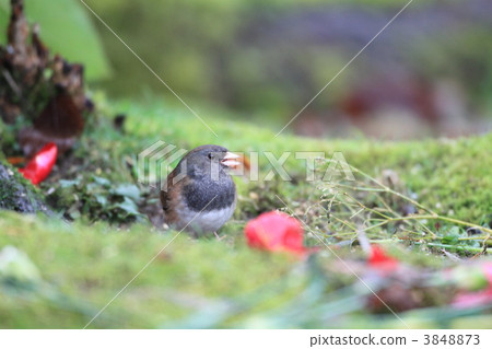 Affiliation Affiliation 3848873