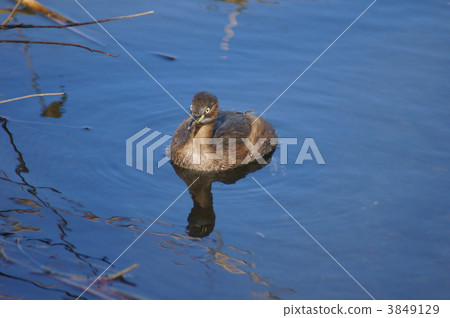 鳳凰是可愛的,有一種可愛的感覺。 鳳凰是可愛的,有一種可愛的感覺。 3849129