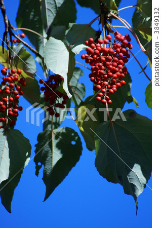 Iriyu aka Nanten paulownia 3849132