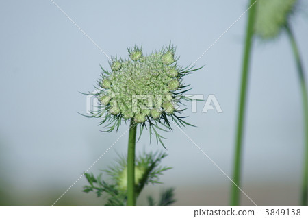 Ginseng flowers - I put on 3849138