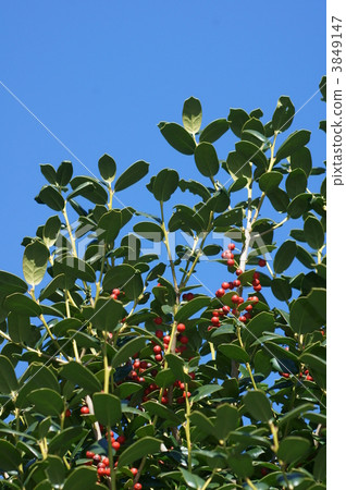 I'm calling Yabane Hiiragi Yabane Hei Gimochi. 3849147