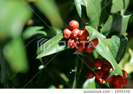 Yabu Hiragi Yabane neirashimo的深紅色水果 3849148