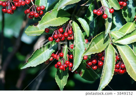 A million red fruits 3849152