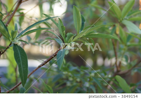 Buds of Mitsumoto Mitumata 3849154