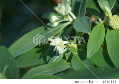 Flower buds of Sannata Mitumata 3849155