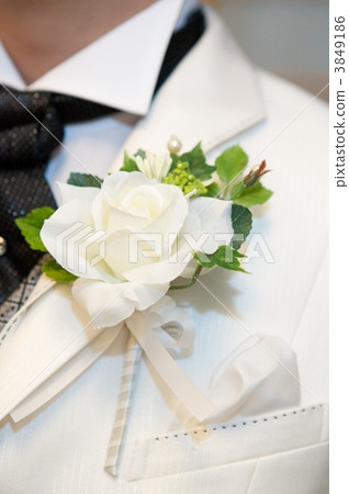 The groom Bootonia The groom Bootonia 3849186