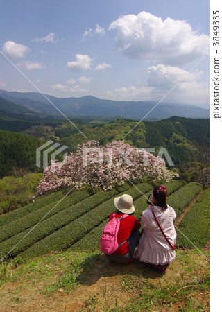 牡丹櫻 重瓣寒緋櫻 八重寒緋櫻 3849335