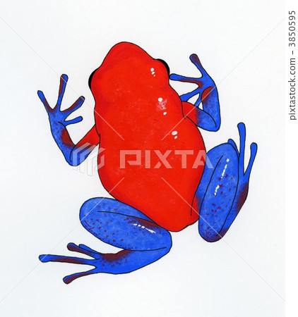 兩棲的 一隻兩棲動物 青蛙 3850595