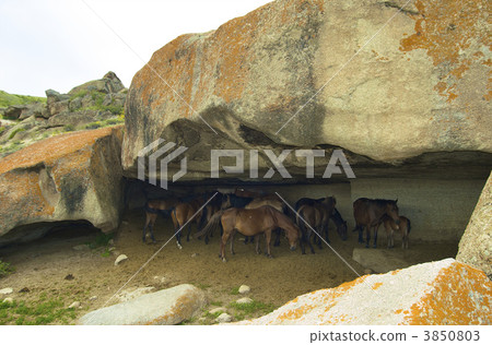 horses horses 3850803