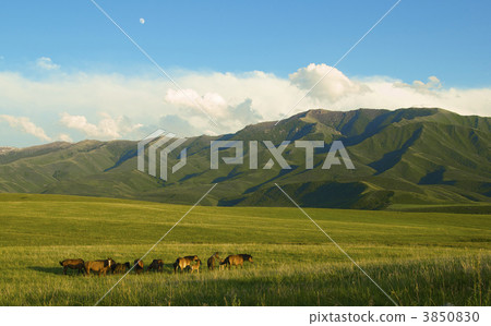 horses horses 3850830