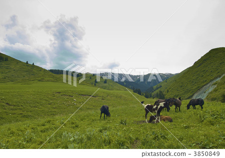 horses horses 3850849