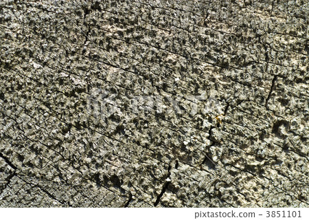 the texture of the tree 3851101