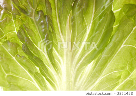 lettuce, lettuces, sunny lettuce 3851438