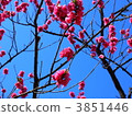 雙櫻花 3851446
