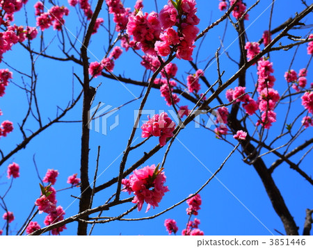 雙櫻花 雙櫻花 3851446