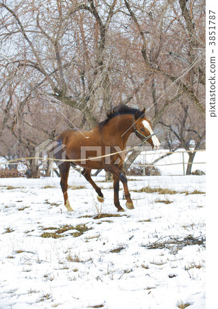 animal, animals, hoarfrost 3851787