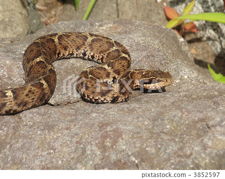 毒蛇 毒蛇 3852597