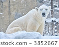 bear, bears, Maritimu 3852667