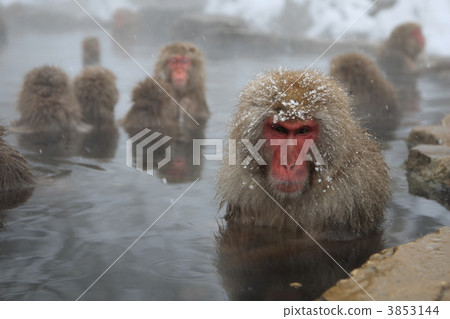 雪猴 3853144