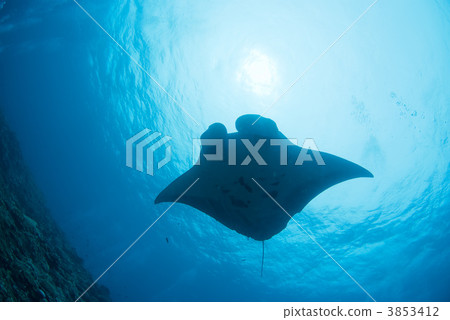 蝠鱝 海底的 海裡 3853412