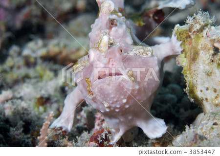 antennarius maculatus, rash, large client 3853447