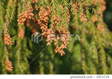 Cedar cedar male flower cedar hay fever 3853724