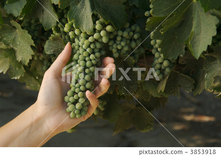 Grapes & Vines 3853918