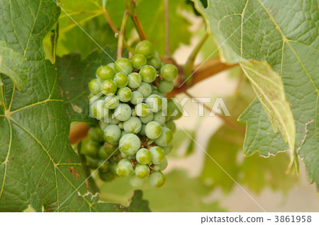 Grapes & Vines 3861958