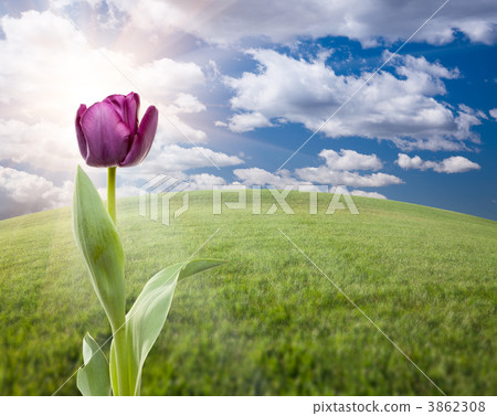 Purple Tulip Over Grass Field and Sky Purple Tulip Over Grass Field and Sky 3862308