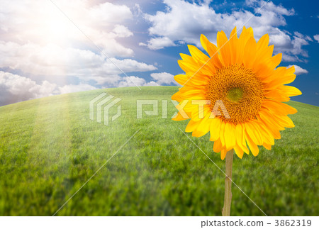 Beautiful Sunflower Over Grass Field 3862319