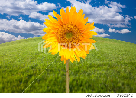 Beautiful Sunflower Over Grass Field 3862342